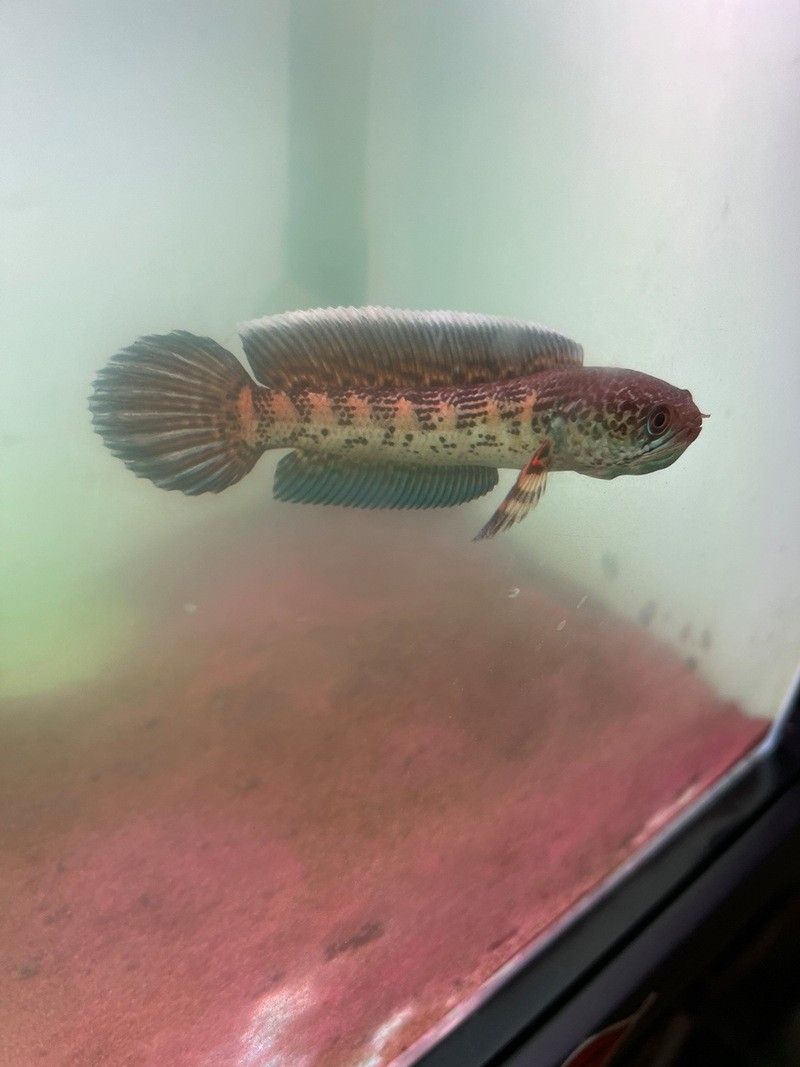 雷龍魚幼苗圖片欣賞