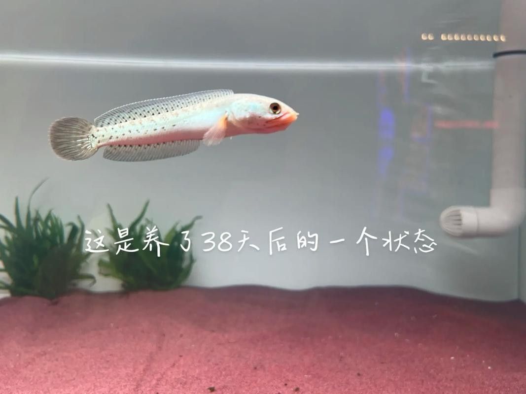 雷龍魚幼苗圖片欣賞
