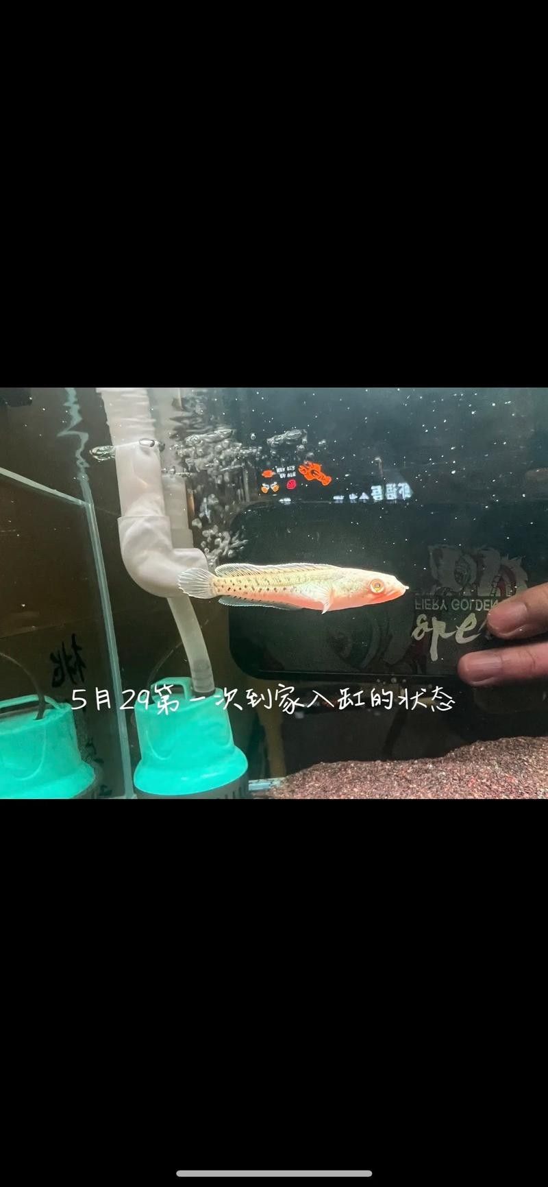雷龍魚幼苗圖片欣賞