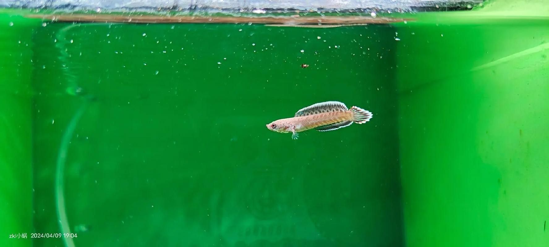 雷龍魚幼苗圖片欣賞