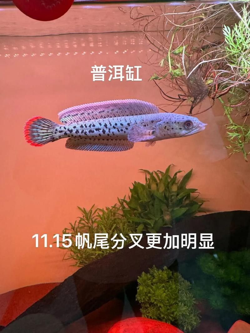 雷龍魚幼苗圖片欣賞