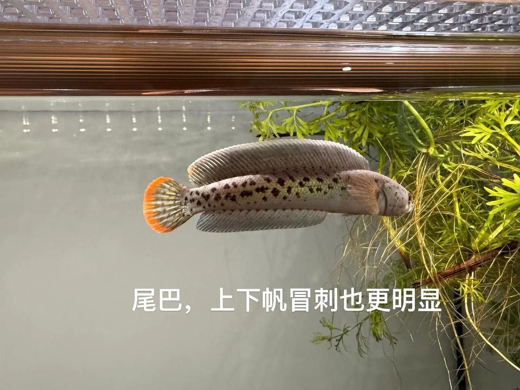 雷龍魚幼苗圖片欣賞
