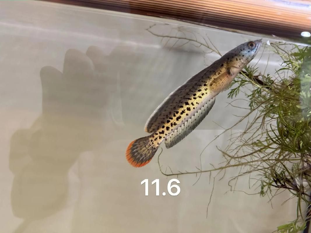 雷龍魚幼苗圖片欣賞