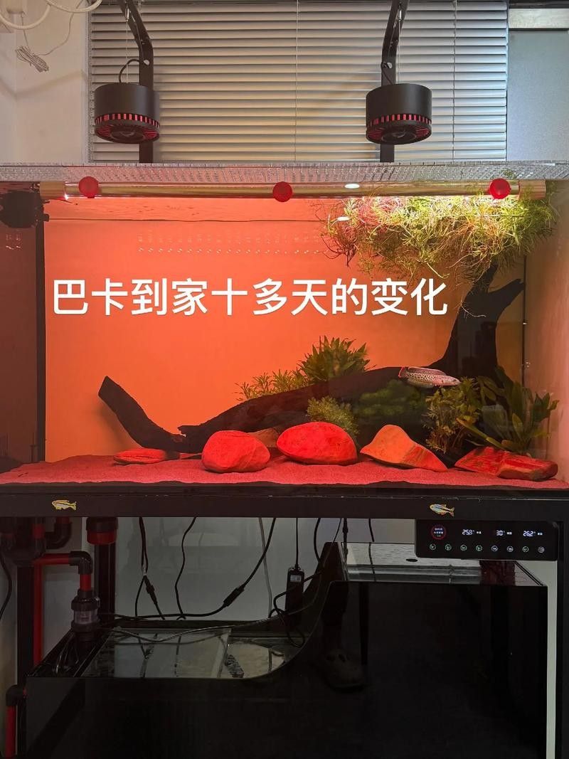 雷龍魚幼苗圖片欣賞