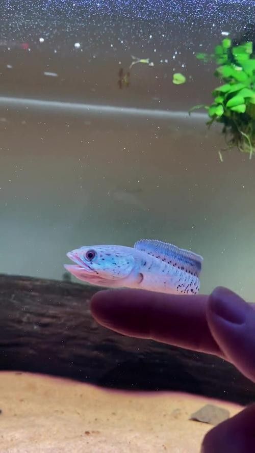 雷龍魚幼苗圖片欣賞