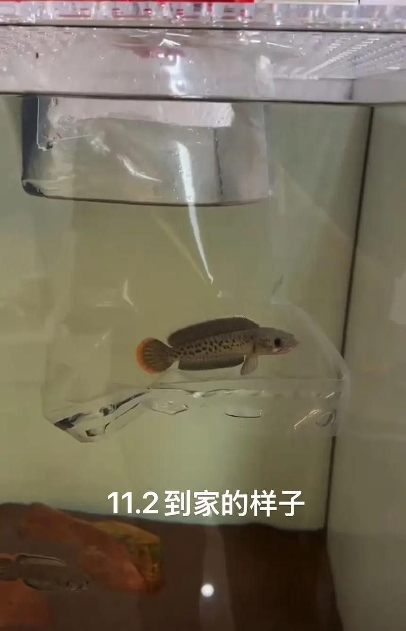 雷龍魚幼苗圖片欣賞