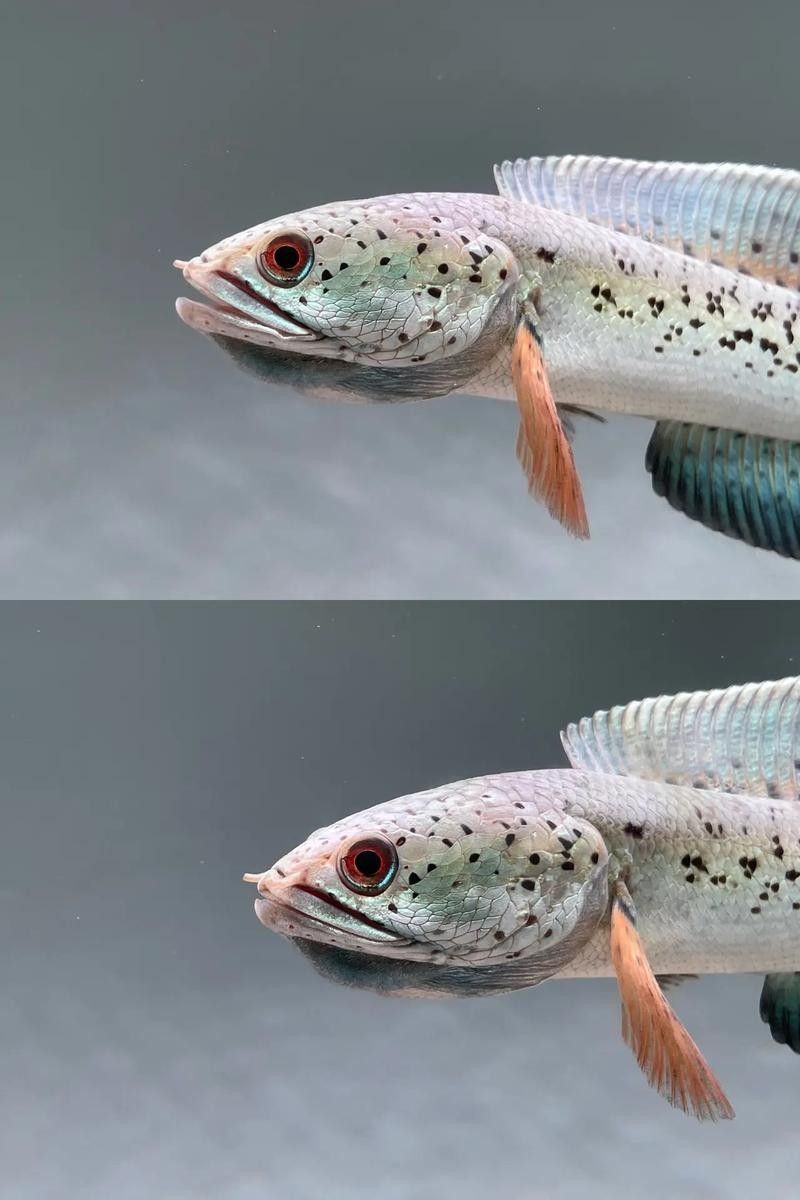 雷龍魚幼苗圖片欣賞