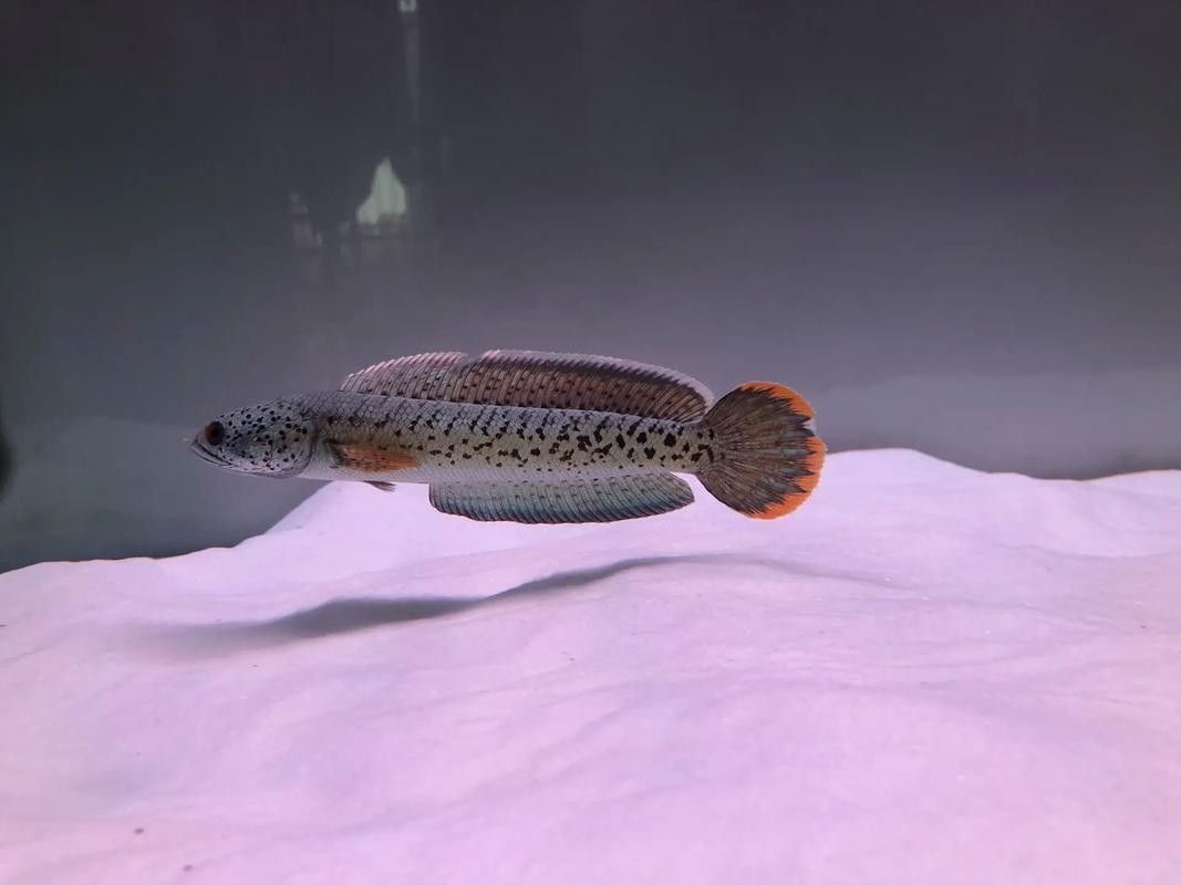 雷龍魚幼苗圖片欣賞