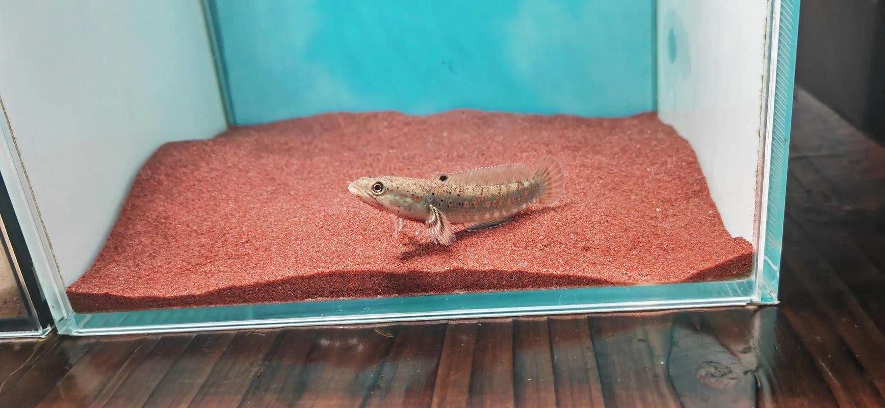 雷龍魚幼苗圖片欣賞