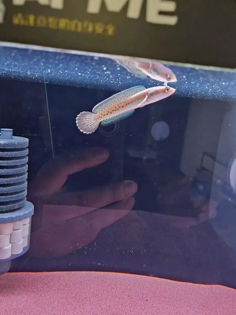 雷龍魚幼苗圖片欣賞