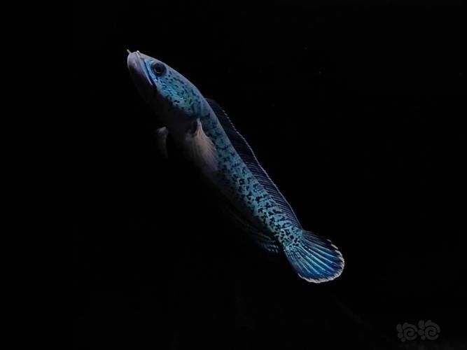 雷龍魚幼苗圖片欣賞