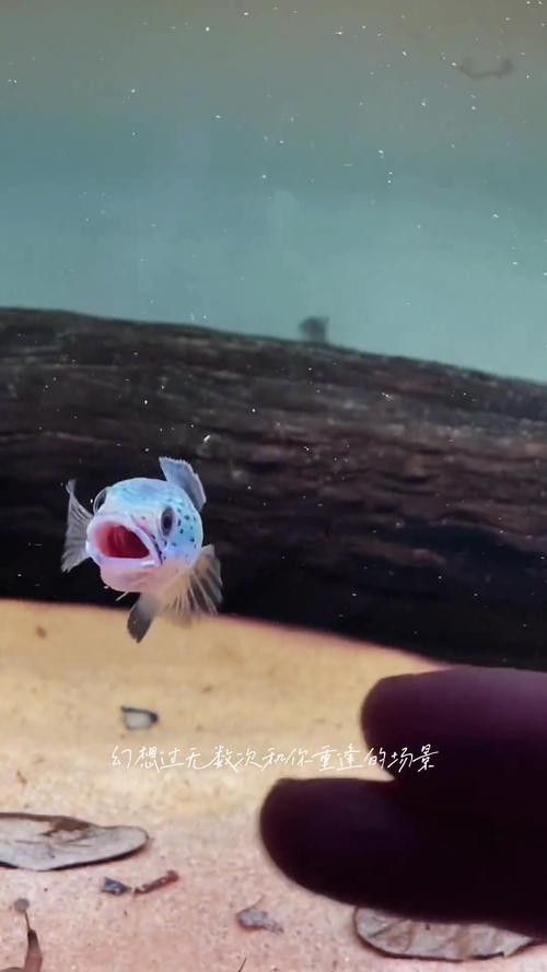 雷龍魚幼苗圖片欣賞