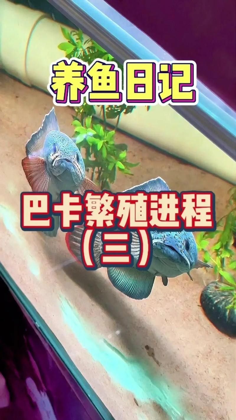 雷龍魚幼苗圖片欣賞