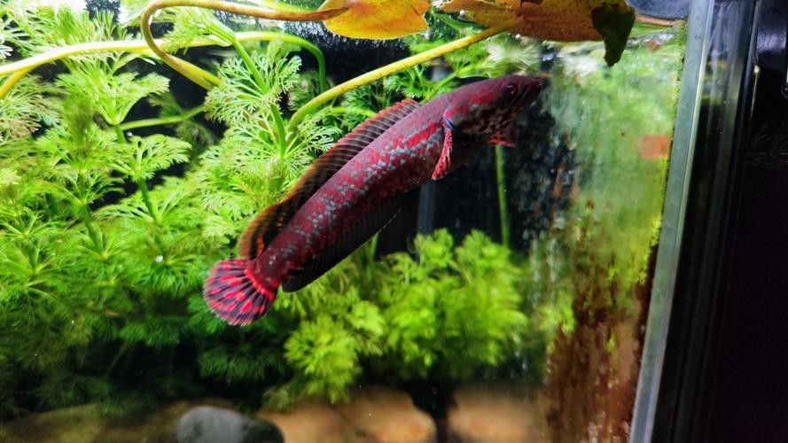 雷龍魚幼苗圖片欣賞