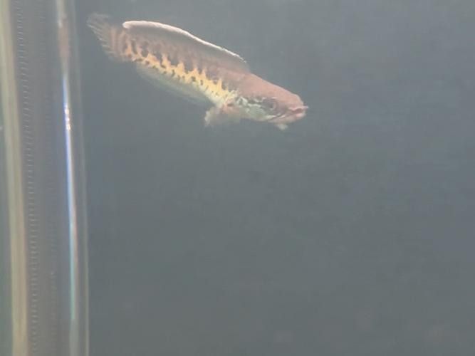 雷龍魚幼苗圖片欣賞