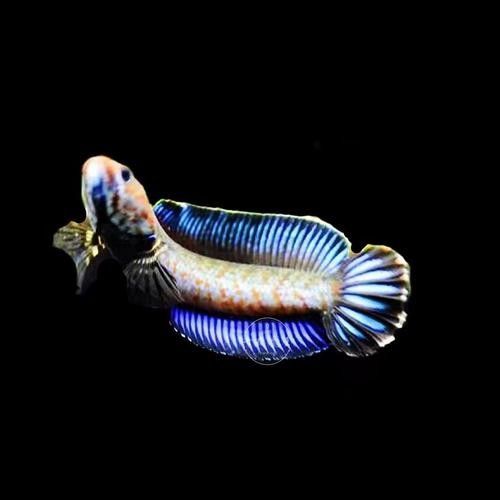 雷龍魚幼苗圖片欣賞