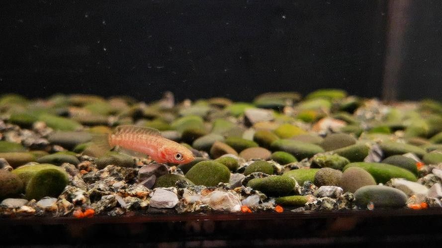 雷龍魚幼苗圖片欣賞