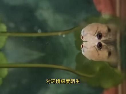 雷龍魚幼苗圖片欣賞