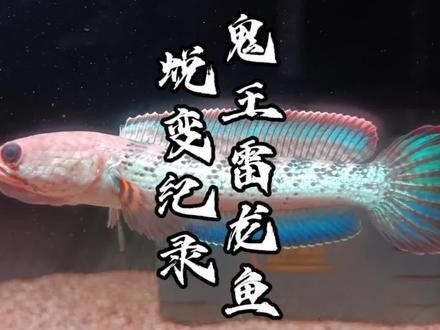 雷龍魚幼苗圖片欣賞