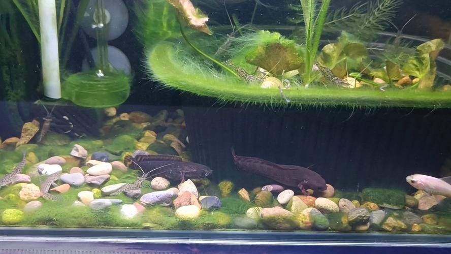雷龍魚幼苗圖片欣賞