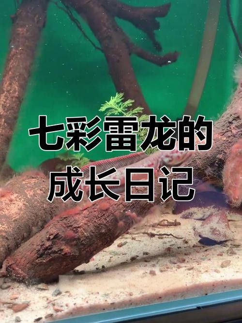 雷龍魚幼苗圖片欣賞