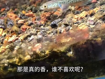 雷龍魚幼苗圖片欣賞