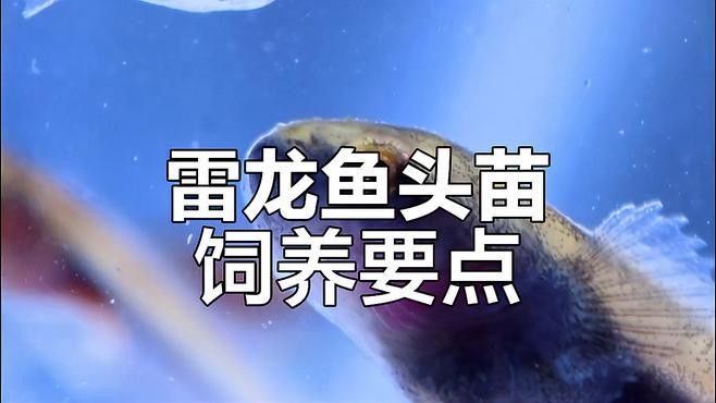 雷龍魚幼苗圖片欣賞