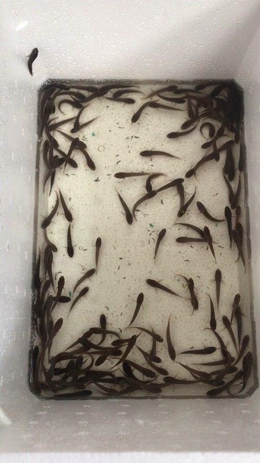 雷龍魚幼苗圖片欣賞