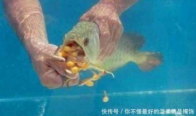 金龍魚小苗的飼養方法圖解（金龍魚小苗的飼養方法）