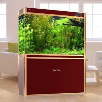 紅龍魚怎么養體型好看視頻講解（紅龍魚怎么養體型好看視頻講解一下）