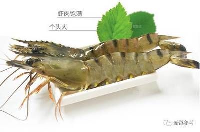 小龍魚怎么畫簡筆畫：小龍魚不僅是美味的食物，還具有多種健康功效和功效