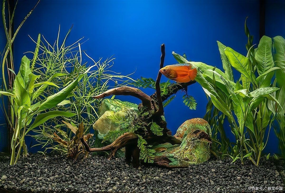 龍魚缸為什么不能養水草 龍魚缸為什么不能養水草 龍魚百科 第2張