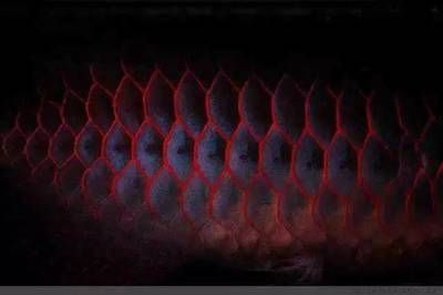 龍魚鱗片有白色斑點（龍魚鱗片上出現白色斑點可能由多種因素引起的原因）