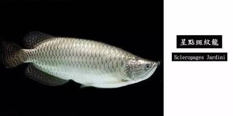 龍魚鱗片有白色斑點（龍魚鱗片上出現(xiàn)白色斑點可能由多種因素引起的原因）