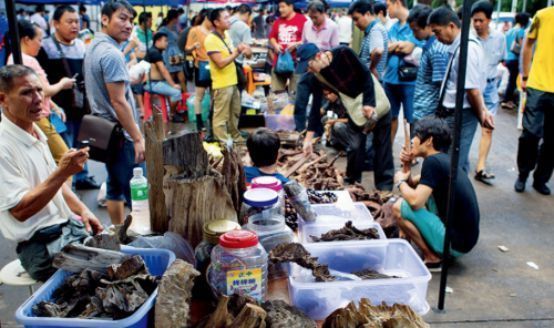 龍魚炒作騙局曝光：如何辨別龍魚市場真偽