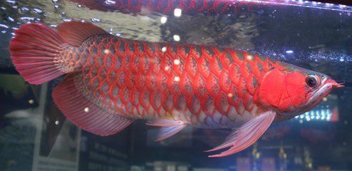 紅龍魚品牌有哪些種類的（紅龍魚品牌及種類大全） 紅龍魚品牌有哪些種類的（紅龍魚品牌及種類大全） 龍魚百科 第1張