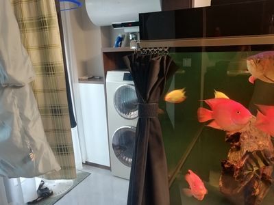 龍魚怎么養的大，龍魚體型怎么養的大：龍魚體型大小應該以龍魚體積的4倍左右為宜
