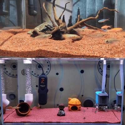 養雷龍魚缸怎樣布置：養雷龍魚缸的布置是一項技術活，你可以成功布置你的雷龍魚缸