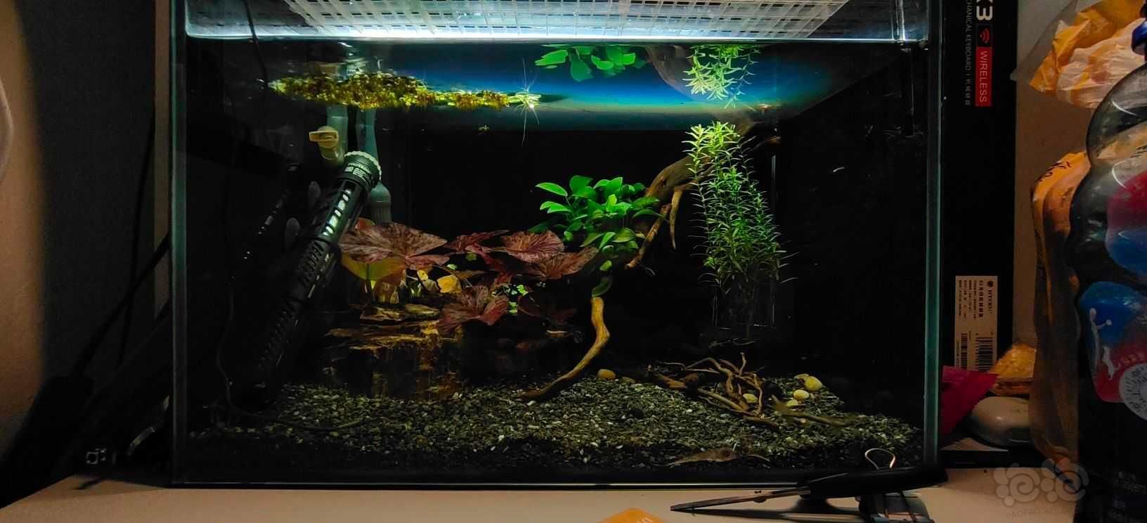 養雷龍魚缸怎樣布置：養雷龍魚缸的布置是一項技術活，你可以成功布置你的雷龍魚缸