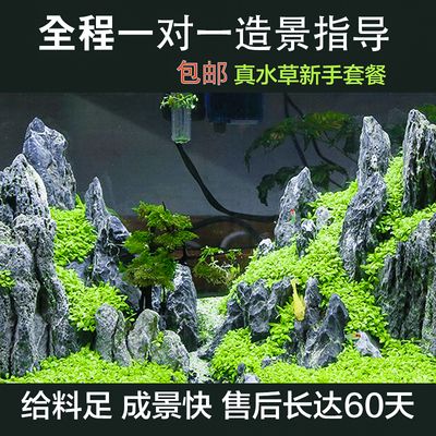 為什么紅龍魚都是橙色：為什么紅龍魚都是橙色的？