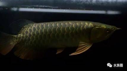 龍魚在水底不愿意游動了：龍魚不愿意游動是怎么回事？
