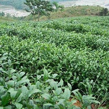 金龍系列茶葉有哪些知名品種？
