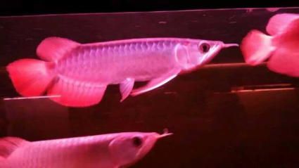 深圳龍魚專賣店電話：深圳龍魚專賣店電話信息