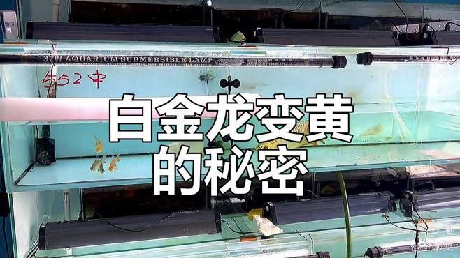 小金龍魚什么時候開始變色的視頻