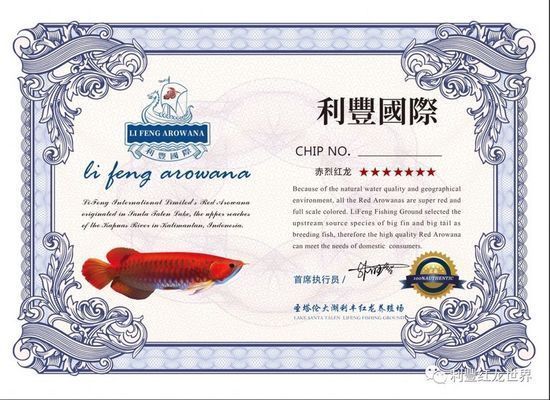 龍魚證書上哪個是網址（龍魚證書上網址位置的具體信息）