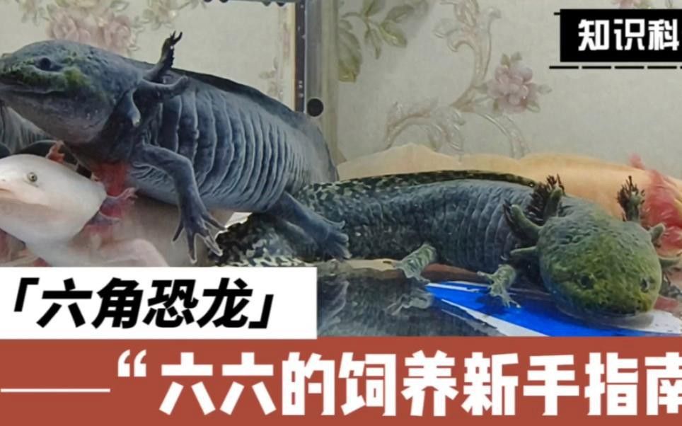 六角恐龍魚有哪些互動游戲？