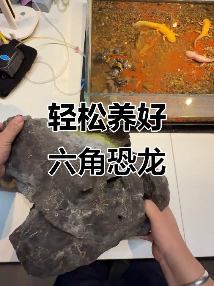 六角恐龍魚有哪些互動游戲？