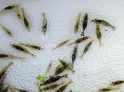 龍魚幼魚喂小蝦還是小魚好：龍魚幼魚喂小蝦還是小魚好呢