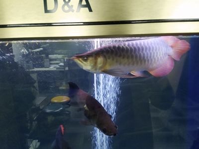 紅龍魚(yú)頭上長(zhǎng)黑點(diǎn)怎么治：紅龍魚(yú)頭上長(zhǎng)黑點(diǎn)怎么辦
