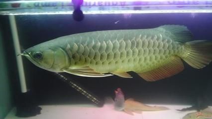 印尼紅龍魚怎么養（印尼紅龍魚養殖方法）
